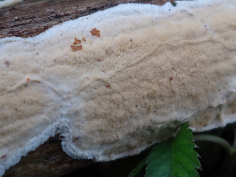 Crosta su Ulmus (Byssomerulius corium)